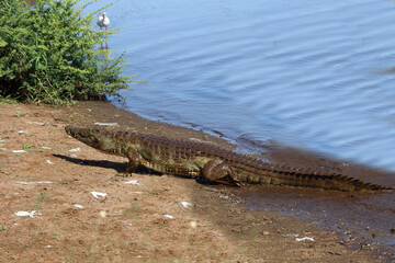 Nilkrokodil / Nile crocodile / Crocodylus niloticus