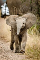 Fototapeta na wymiar A young elephant crossing a road with cars in the Pilansberg nature reserve