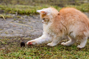 Naklejka na ściany i meble After hunting, a cat plays with its prey, a cat and a mole in nature.