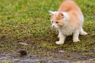 Frightened mole and red cat, a cat playing with its prey on the grass, a natural instinct of a cat.