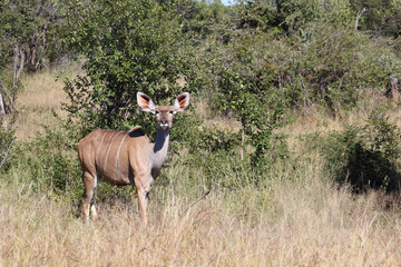 Großer Kudu / Greater kudu / Tragelaphus strepsiceros.