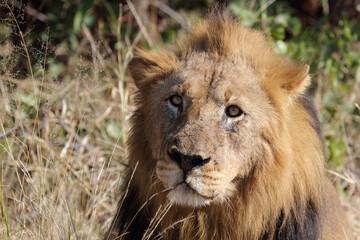 Afrikanischer Löwe / African lion / Panthera leo.