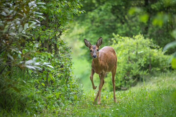 Reh Portrait im Wald