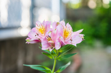 アルストロメリア