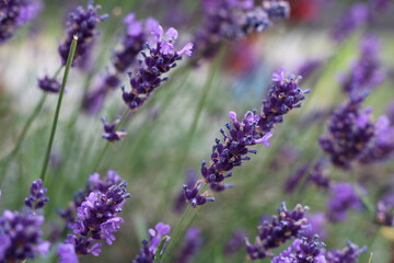 Obraz premium Lavendel