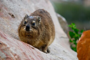 Rock Hyrax (Hyracoidea), also known as Dassie, sitting on a giant rock, looking straight into the camera