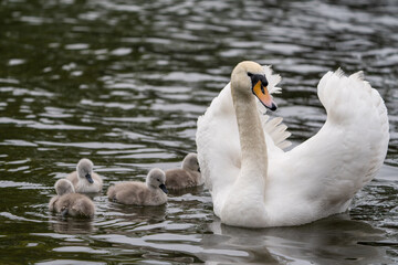 Mother's Instinct