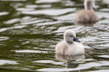 Cygnet Portrait