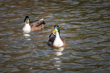 Fototapeta premium 2 bibbed domestic mallards Anas platyrhynchos on a rippled lake. Aso known as Manky mallards and are one of the forms taken by mallard ducks after hundreds of years of domestication and breeding