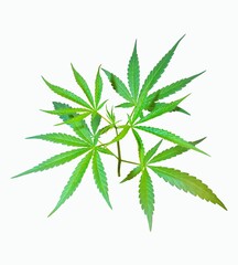 cannabis,Marijuana,Top of marijuana,Marijuana leaf shoots shoot on a white background