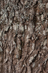 Un gros-plan de l´écorce d´un arbre. Il y a des creux et du relief, de la mousse, le tout couleur marron gris et blanc.
