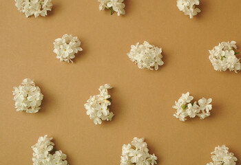 White lilac petals on beige color background. Flower pattern with blossoming lilac.