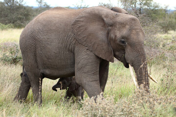 Naklejka na ściany i meble Afrikanischer Elefant / African elephant / Loxodonta africana...