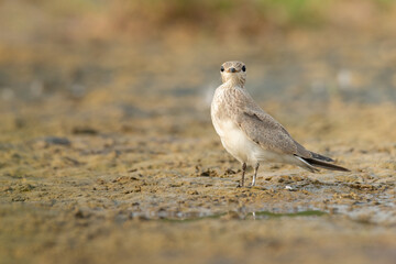 Juvenile Small Pratincole standing on muddy waterhole