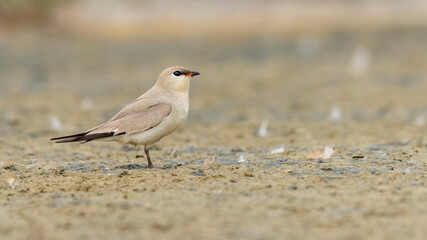 Small Pratincole standing on muddy ground