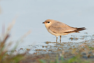 Small Pratincole standing on muddy waterhole