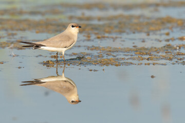 Small Pratincole standing on muddy waterhole