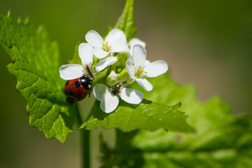 Ladybug. ladybug on a small white flowers. flowers and green leaves on a plant branch. floral natural background. nature in spring. Honey plants Ukraine. red beetle collects nectar, close-up