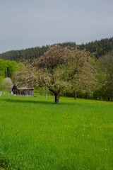 Un pommier en fleurs mauves dans un pré à la montagne. Velké Karlovice Beskydy République tchèque.