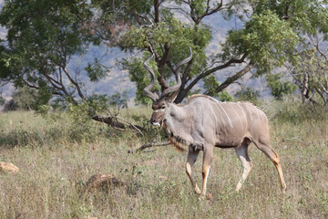 Gro&szlig;er Kudu / Greater kudu / Tragelaphus strepsiceros.