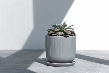Home plant succulent echeveria in design modern pot in the sun against on a gray concrete background. House plants in a modern interior.