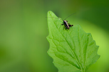 Tettigonioidea. insect sits on a leaf. small grasshopper sits on a twig on a green background. The green female grasshopper sits right on the grass in the meadow and is well camouflaged. close-up