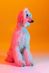 Portrait of big beautiful Afghan dog posing isolated on yellow background in neon light.