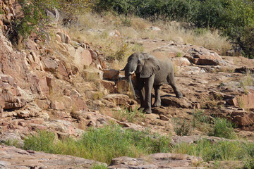 Fototapeta premium Afrikanischer Elefant / African elephant / Loxodonta africana