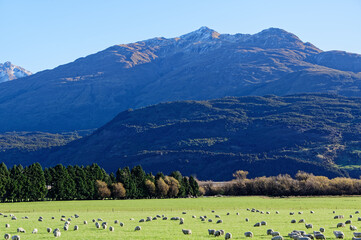Fototapeta na wymiar Sheep graze on verdant green pastures with snowy mountains behind them
