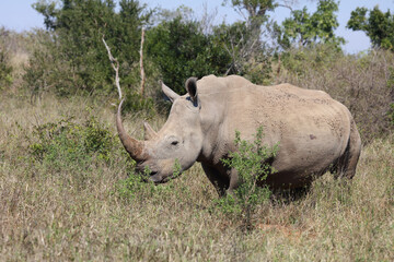 Fototapeta premium Breitmaulnashorn / Square-lipped rhinoceros / Ceratotherium Simum