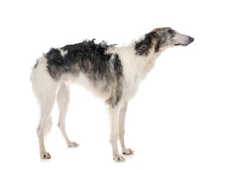 borzoi in studio