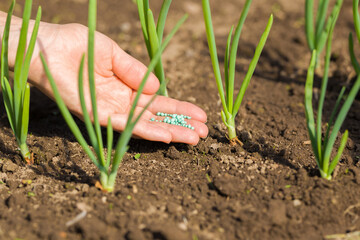 Young adult woman palm holding complex fertiliser granules for green onions. Closeup. Feeding of...