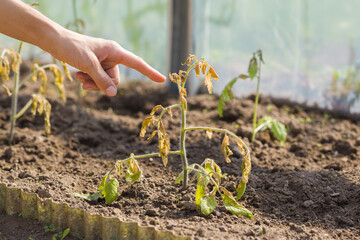 Young adult woman finger pointing to damaged unprotected tomato plant after cold morning, day or...