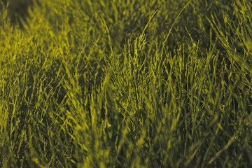 close up of a texture © Артем Конониров