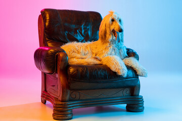 Portrait of big Afghan, purebred dog lying on armchair isolated on gradient white pink background.
