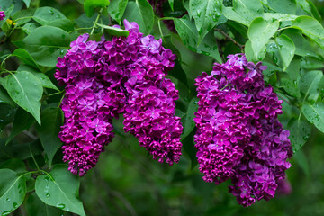 Branches of blooming lilacs. Raindrops on green leaves
