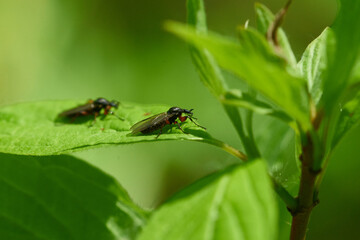 Weibchen der Märzfliege (Bibio marci)