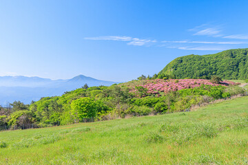 Fototapeta na wymiar ミヤマキリシマと万年山　大分県　MiyamaKirishima and Mt.Haneyama Ooita-ken
