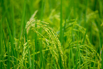 A wide field in the evening with golden light