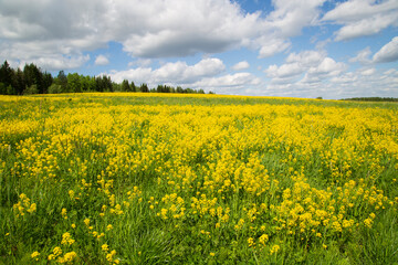 Fototapeta premium Yellow flowers in the spring in the fields.Surepka vulgaris blooms in the spring in the fields.