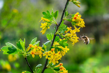 A bee collects honey from flowers on a bush
