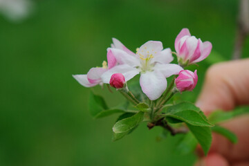 Fototapeta na wymiar White apple tree blossom in green blurred background