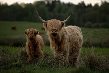 Krowa i cielak włochate bydło szkockie z dużymi rogami - obrazy, fototapety, plakaty