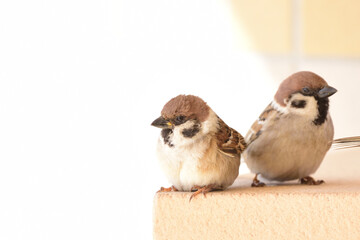 仲良しスズメ © yokoko