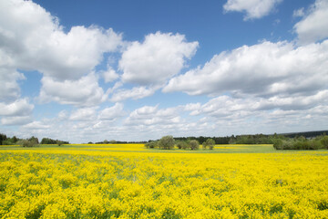 Fototapeta na wymiar Yellow flowers in the spring in the fields.Surepka vulgaris blooms in the spring in the fields.