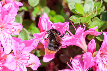 ミヤマキリシマとコマルハナバチ　万年山　大分県　Miyama Kirishima and Komaru Bumblebee Mt.Haneyama Ooita-ken