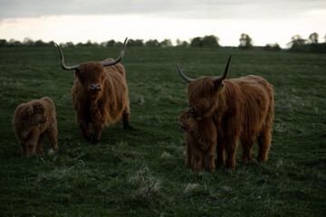 Dwie krowy szkockie typu higland z cielakami czułość  - obrazy, fototapety, plakaty