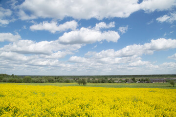 Obraz premium Yellow flowers in the spring in the fields.Surepka vulgaris blooms in the spring in the fields.