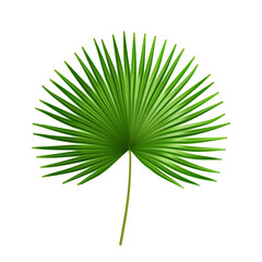 Exotic plant of palmetto flower, isolated tropical leaves of summer or spring. Flora and vegetation, botany bushes details of organic flowers. Bushes and jungle shrubs. Realistic 3d cartoon vector