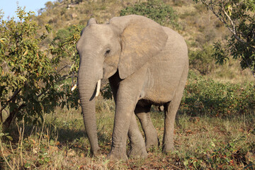 Fototapeta premium Afrikanischer Elefant / African elephant / Loxodonta africana